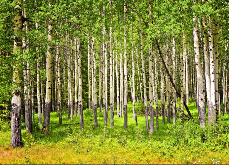 Screen Shot 2018-08-29 at 10.51.09 AM